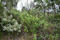 Rhus standleyi