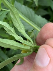 Bidens tripartita
