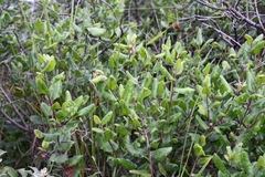Rhus standleyi