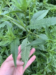 Bidens tripartita