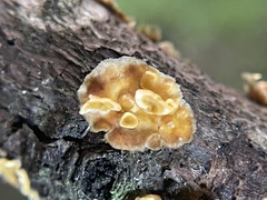 Stereum gausapatum