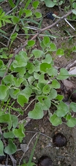 Dichondra argentea