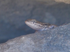 Sceloporus graciosus