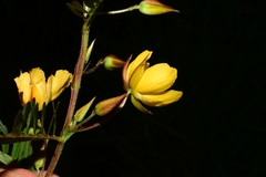 Chamaecrista nictitans