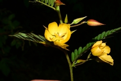 Chamaecrista nictitans