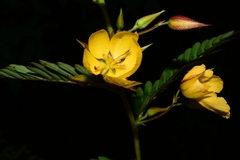 Chamaecrista nictitans