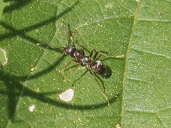 Formica montana