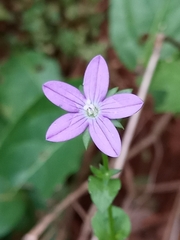 Triodanis