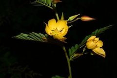 Chamaecrista nictitans