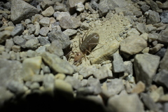 Solifugae