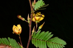 Chamaecrista nictitans