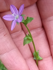 Triodanis