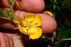 Chamaecrista nictitans