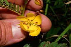 Chamaecrista nictitans