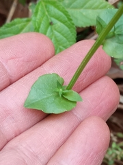 Triodanis