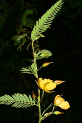 Chamaecrista nictitans
