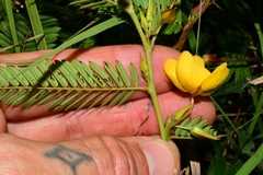 Chamaecrista nictitans