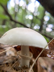 Amanita lavendula
