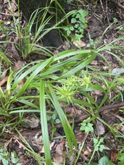 Carex grayi