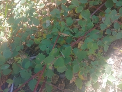 Vitis vinifera