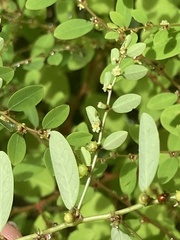 Phyllanthus caroliniensis