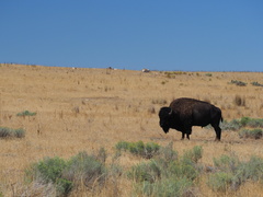 Bison bison
