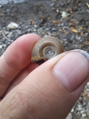 Planorbella trivolvis