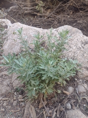 Artemisia tridentata