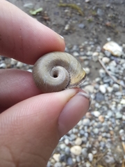 Planorbella trivolvis