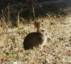 Leporidae