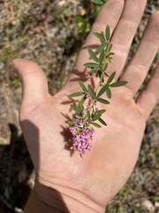 Lespedeza virginica