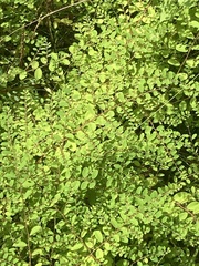 Phyllanthus caroliniensis