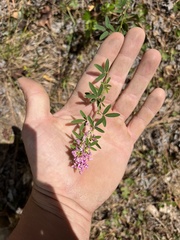 Lespedeza virginica