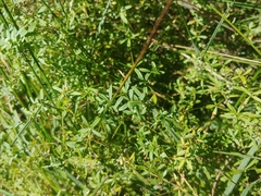 Galium trifidum