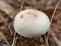 Amanita lavendula