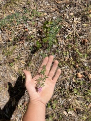 Lespedeza virginica