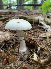 Amanita lavendula