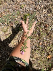 Lespedeza virginica