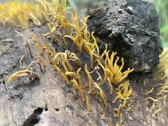 Calocera cornea