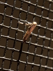 Caloptilia