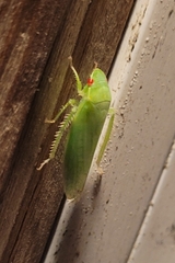 Gyponana octolineata