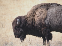 Bison bison