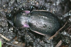 Carabus nemoralis