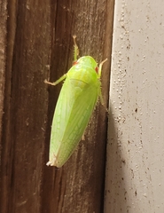 Gyponana octolineata
