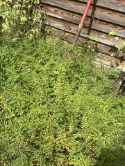 Phyllanthus caroliniensis