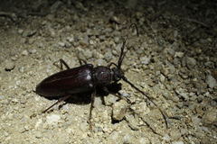 Enaphalodes hispicornis