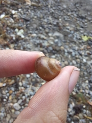 Cipangopaludina chinensis