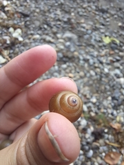 Cipangopaludina chinensis