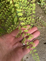 Phyllanthus caroliniensis
