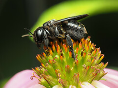 Megachile xylocopoides
